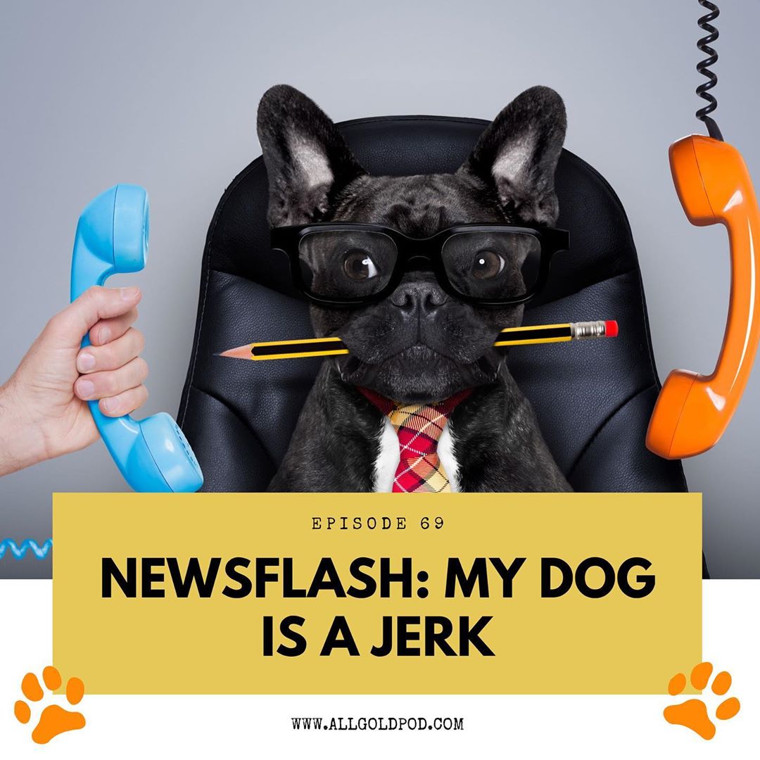 All Gold Everything | Episode 69: Newsflash – My Dog is a Jerk!